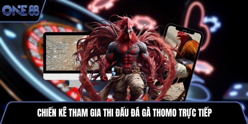 Chiến kê tham gia thi đấu đá gà Thomo trực tiếp