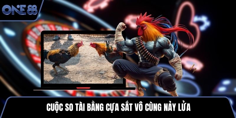 Cuộc so tài bằng cựa sắt vô cùng nảy lửa