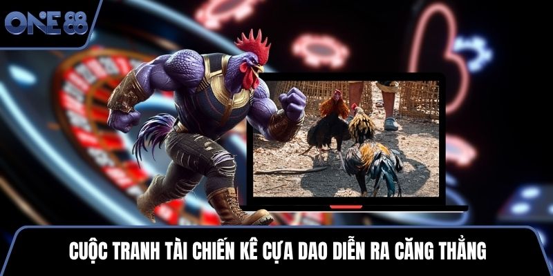 Cuộc tranh tài chiến kê cựa dao diễn ra căng thẳng