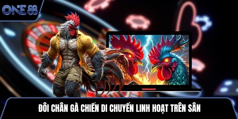 Đôi chân gà chiến di chuyển linh hoạt trên sân