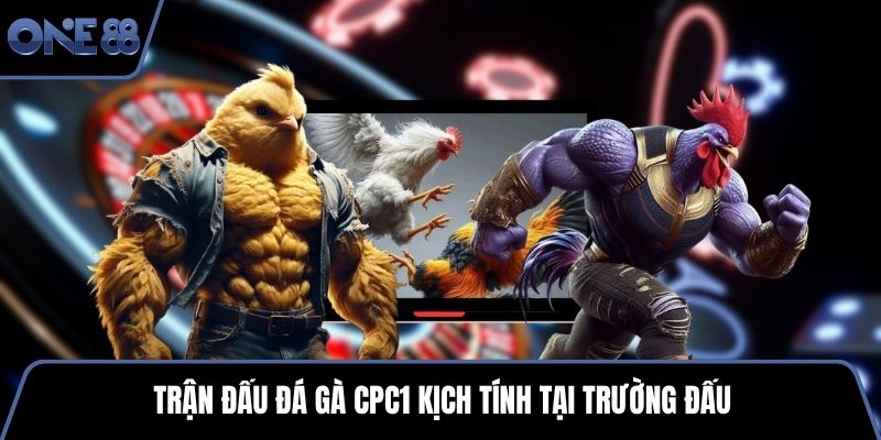 Trận đấu đá gà CPC1 kịch tính tại trường đấu