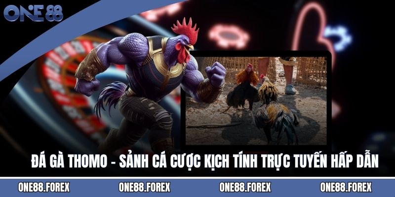Đá Gà Thomo - Sảnh Cá Cược Kịch Tính Trực Tuyến Hấp Dẫn