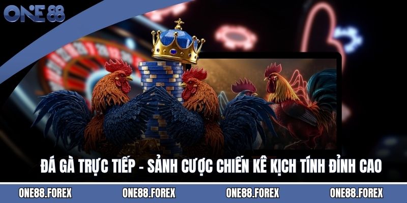 Đá Gà Trực Tiếp - Sảnh Cược Chiến Kê Kịch Tính Đỉnh Cao